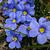 Sisyrinchium angustifolium