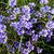 Sisyrinchium angustifolium