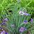 Sisyrinchium angustifolium