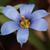 Sisyrinchium angustifolium