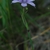 Sisyrinchium atlanticum