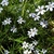 Sisyrinchium atlanticum