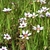 Sisyrinchium atlanticum