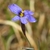 Sisyrinchium atlanticum