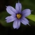Sisyrinchium mucronatum