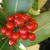 Fruit of 'Pabella'