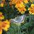Checkered skipper on a flower