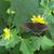 Butterfly on flowers