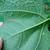 Underside of leaf