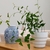 Potted plant sitting on a table indoors.