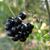 Smilax glauca