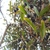 Leaves and fruits