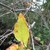 Fall leaf color - Craven Co., NC
