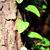 Smilax glauca