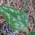 Smilax glauca
