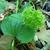 Smilax herbacea