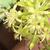 Close up of flower