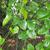 Smilax rotundifolia