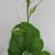 Smilax rotundifolia