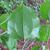 Smilax rotundifolia