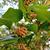 Smilax rotundifolia
