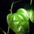Smilax rotundifolia