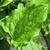 Smilax tamnoides