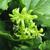 Smilax tamnoides