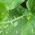 Smilax tamnoides