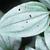 Smilax tamnoides