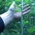Smilax herbacea