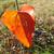 Smilax glauca