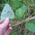 Smilax glauca