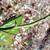 Smilax glauca