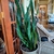 Houseplant view