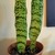 Houseplant view