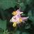 Solanum carolinense