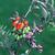 Solanum dulcamara