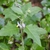 Form