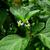 Solanum americanum