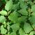 Solanum americanum