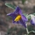 Blue flower with yellow stamens