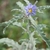 Blue flower and leaves with shallow lobes