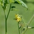 White flower of the tomato