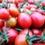 A pile of harvested cherry and cocktail tomatoes.