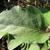 Solanum melongena leaf