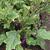 Solanum melongena 'Ping Tung Long'