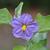 Solanum melongena flower