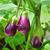 Solanum melongena fruits growing