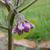 Solanum melongena flower